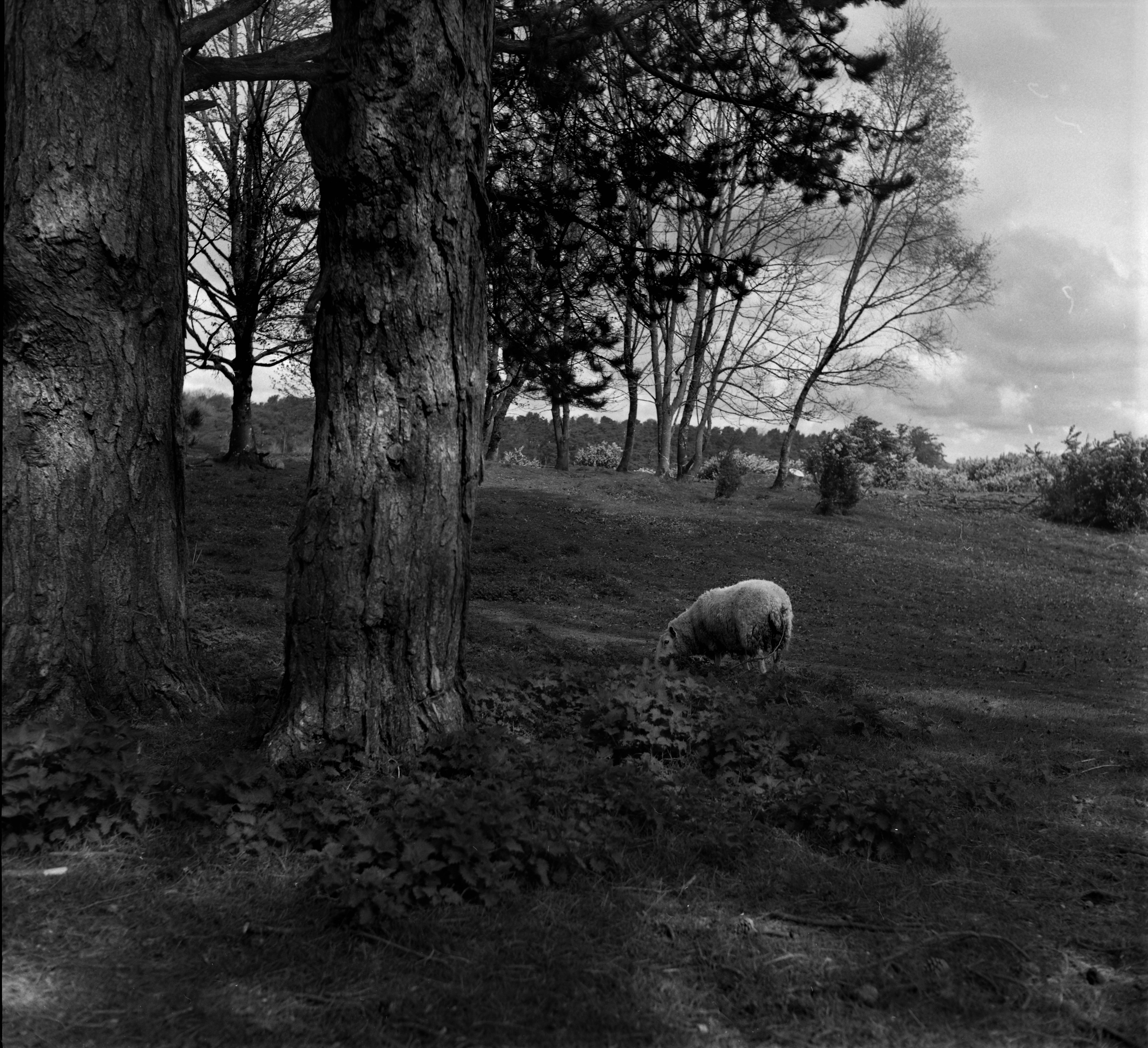 Lamb in field