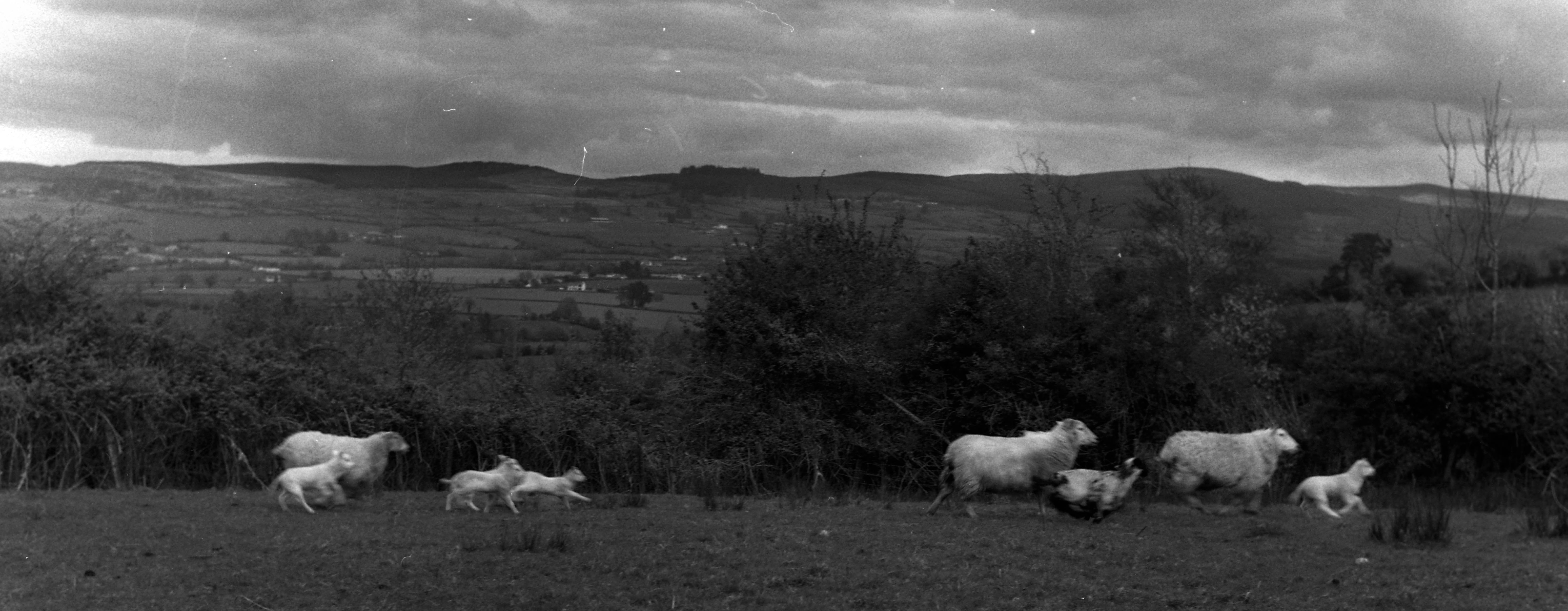 Lambs running across field