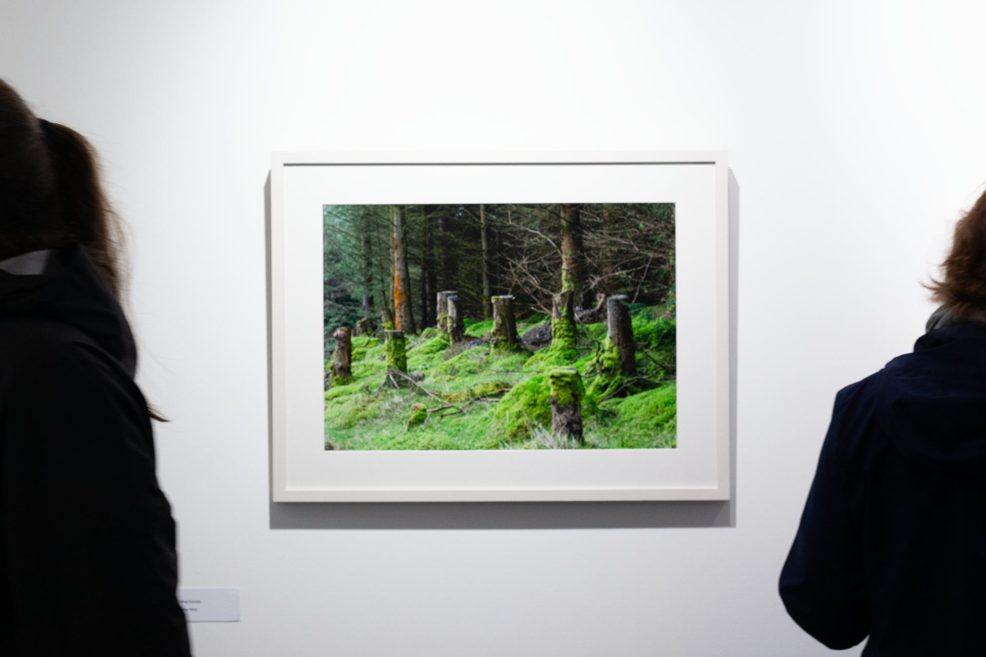 People looking at tree photography